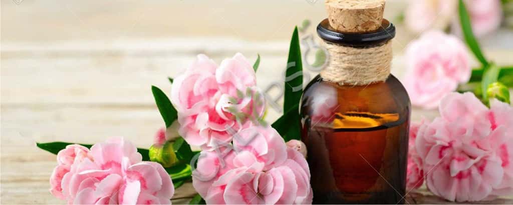 Carnation Absolute Oil Benefits